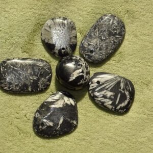 Chrysanthemenstein - Wähle aus dem aktuellen Sortiment!