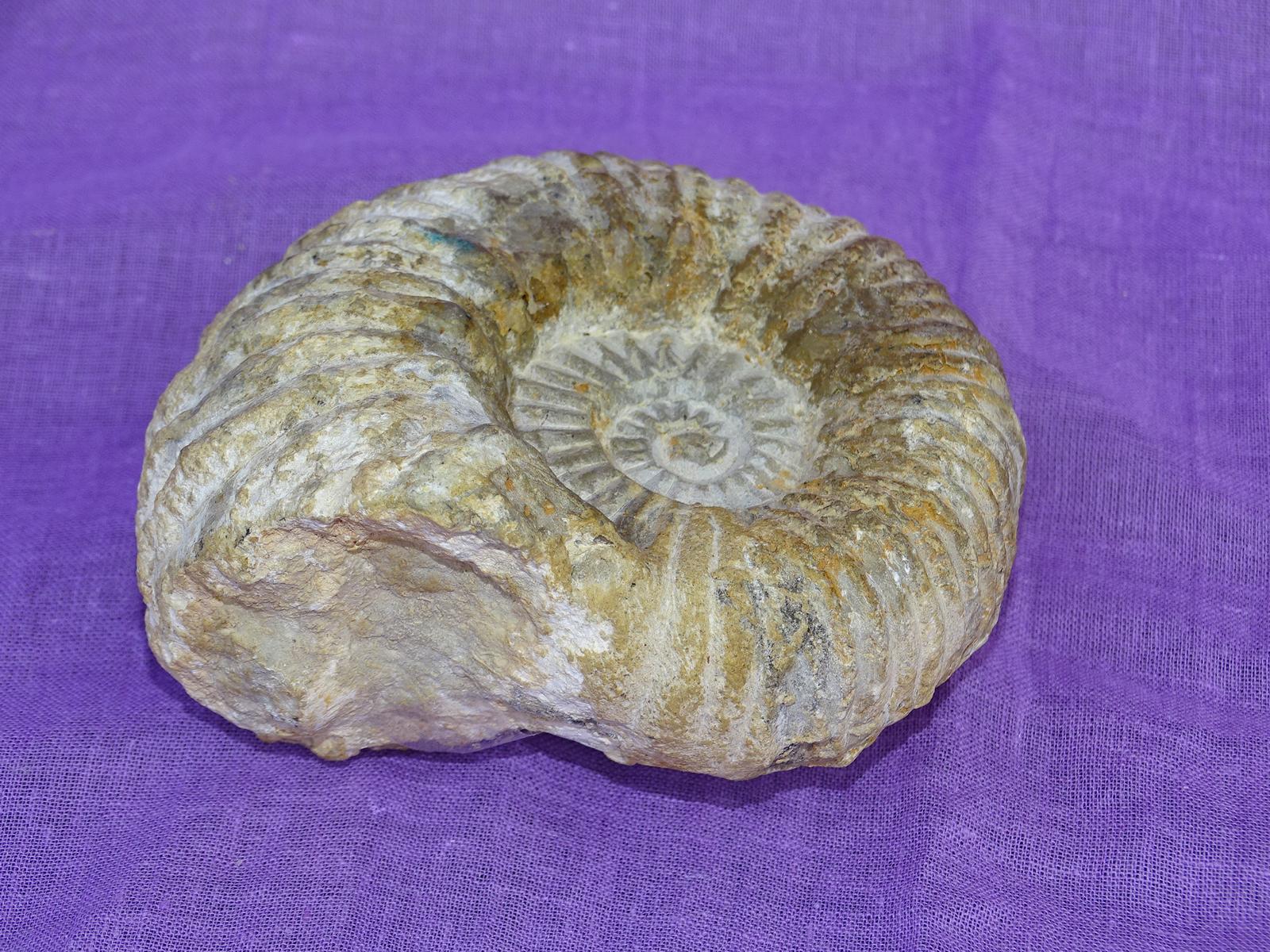 Ammonit A1 – Bild 2