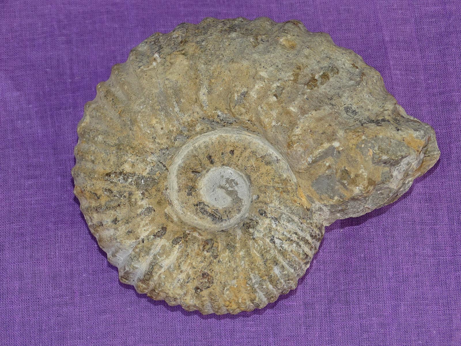 Ammonit A3 – Bild 2