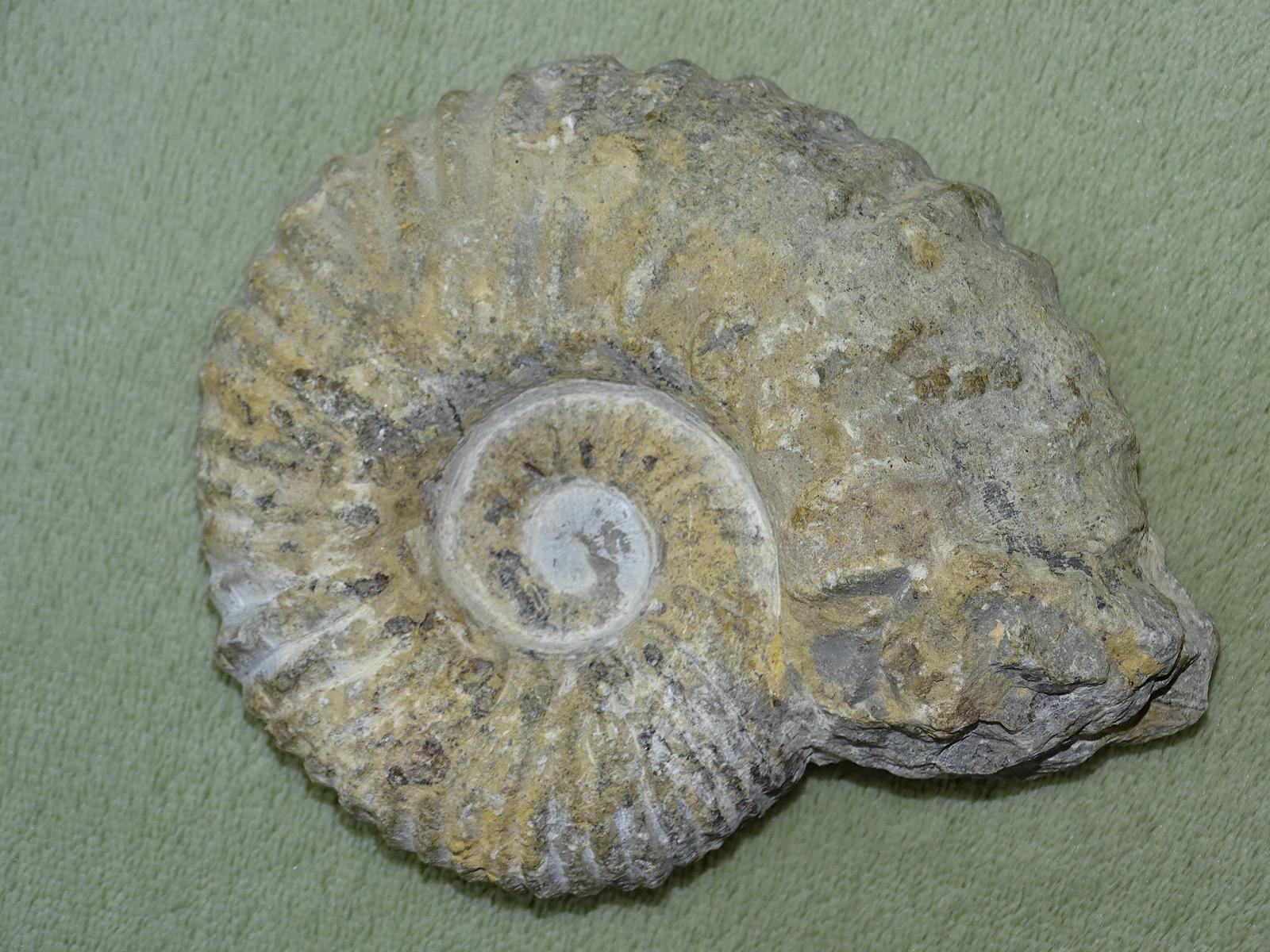 Ammonit A3 – Bild 3