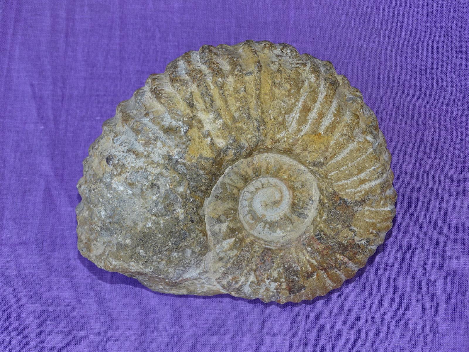 Ammonit A2 – Bild 2