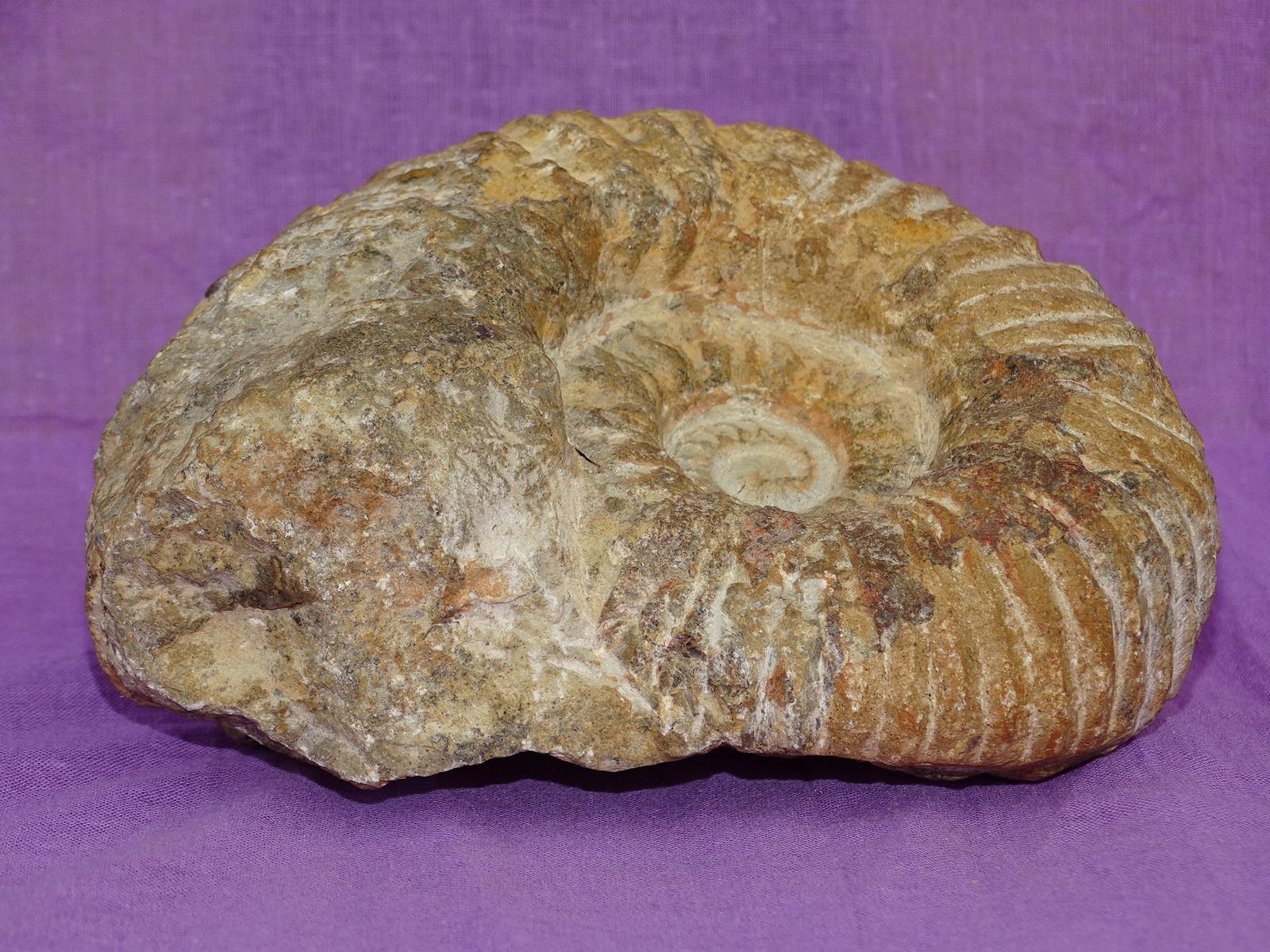 Ammonit A2 – Bild 3