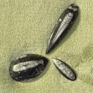 Orthoceras (Fossilien) - Wähle aus dem aktuellen Sortiment!