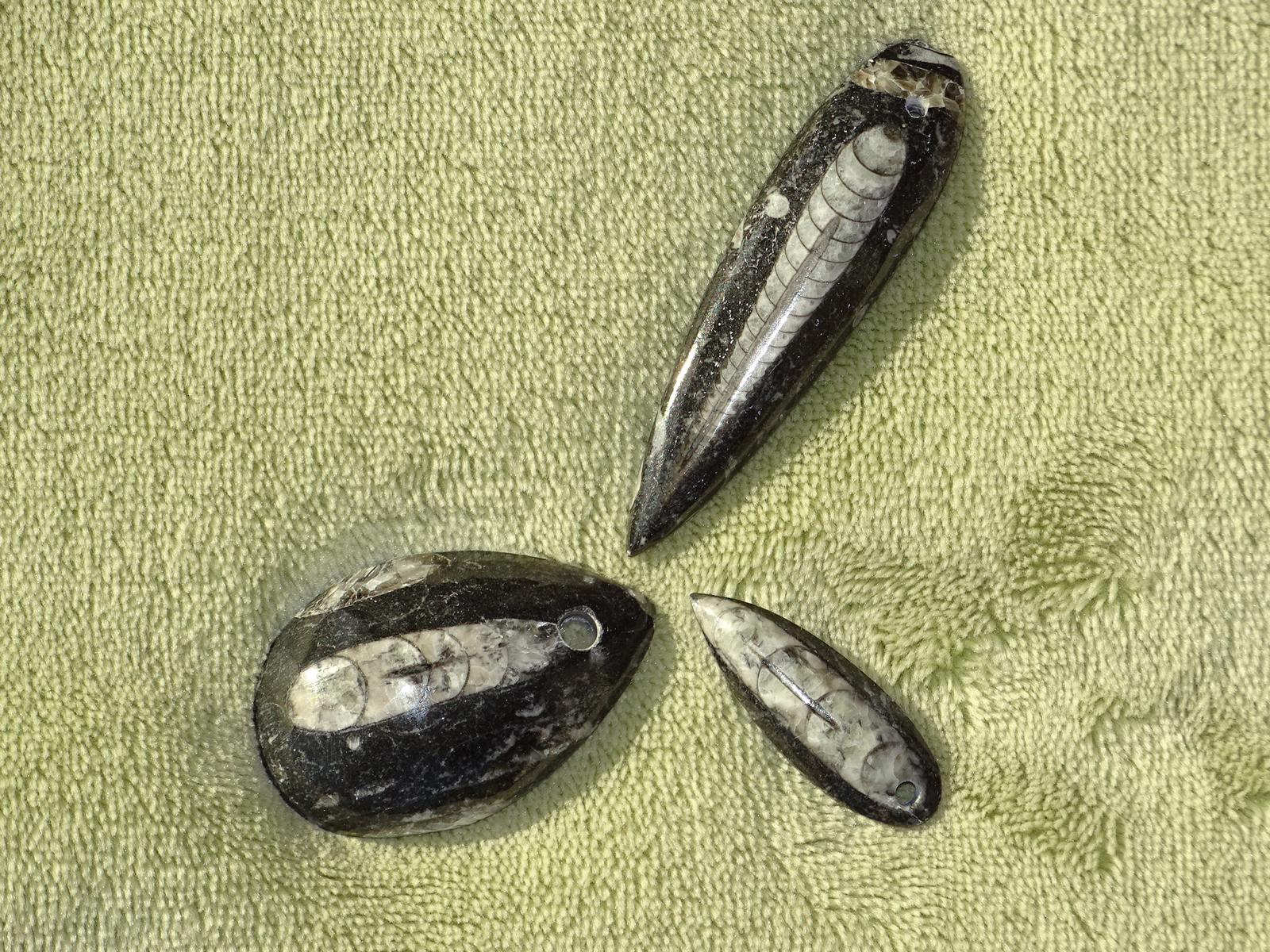 Orthoceras (Fossilien) - Wähle aus dem aktuellen Sortiment!