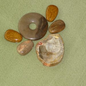 Versteinertes Holz - Wähle aus dem aktuellen Sortiment!