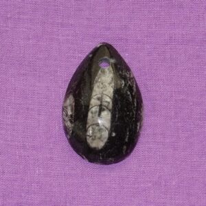 Orthoceras gebohrt Nr. 3