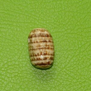 Aragonit gebohrt Nr. 1