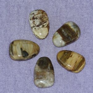 Versteinertes Holz-Tropfen gebohrt