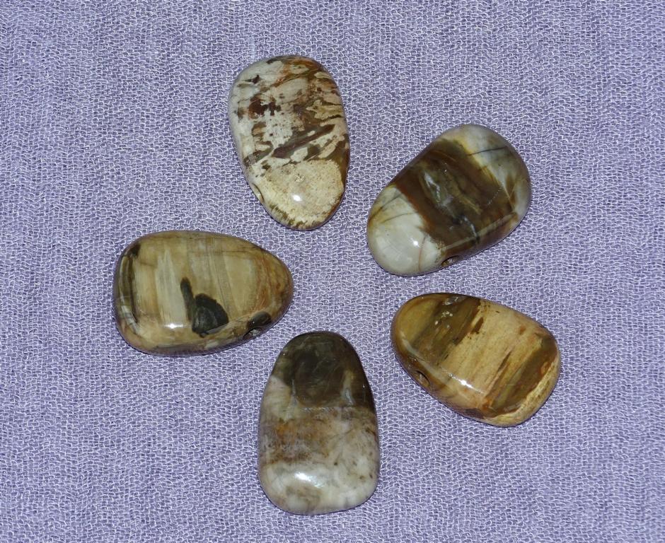 Versteinertes Holz-Tropfen gebohrt