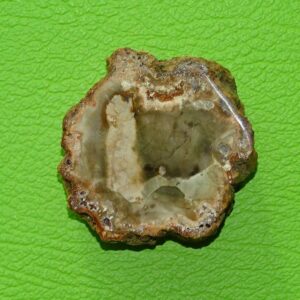 Versteinertes Holz gebohrt Nr. 2