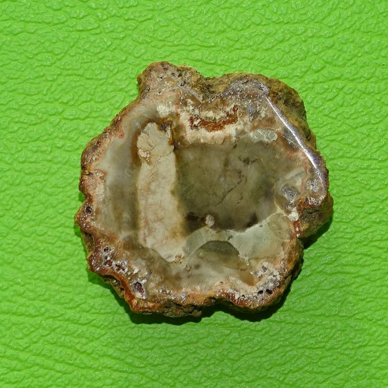 Versteinertes Holz gebohrt Nr. 2