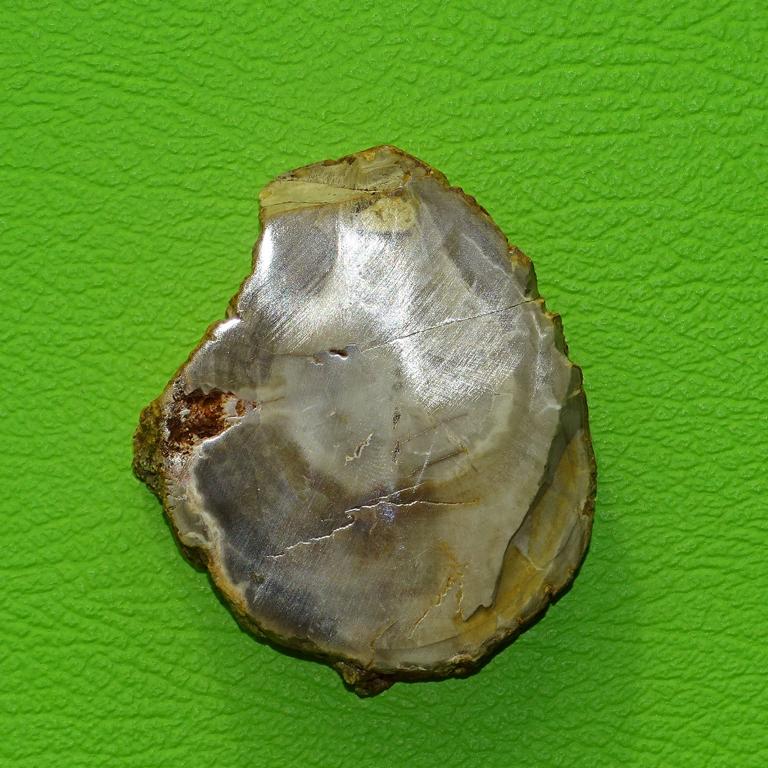 Versteinertes Holz gebohrt Nr. 4